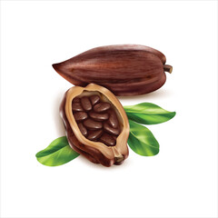 Freshly harvested raw cocoa fruit isolated on white background