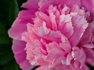 Magnificent Pink Peony Blossom with Soft Petals