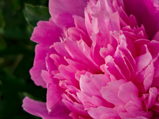Vivid Pink Peony Blossom with Rich Petals