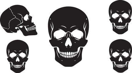 Frontal Human Skull Illustration