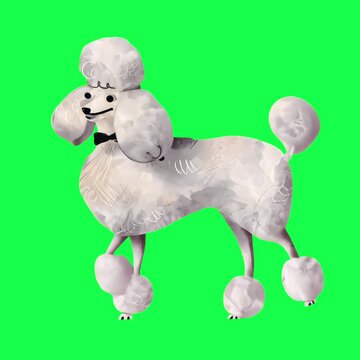 Elegant poodle animation, transparent 4K video, green screen