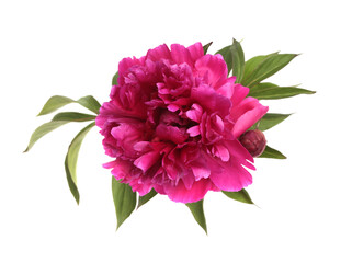 Red, Pink Peony Flower bud , leaf on white. Minimalist still life. Natural art background. Top view