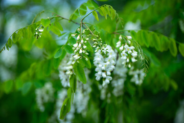 Hanging white flower clusters on leafy green branches in natural outdoor setting. Botanical reference for white flowers and green leaves in forest or garden environment.