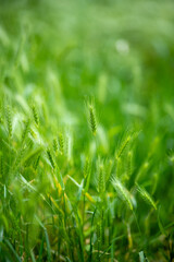 Close-up view of green wild grass blades and spikes in outdoor setting. Natural summer meadow with bright green foliage and thin grass stems.