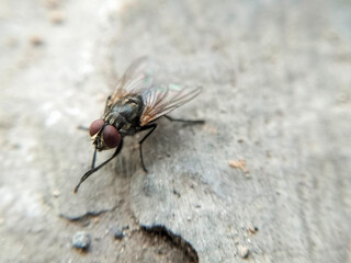 A close-up image of a common housefly on a textured surface