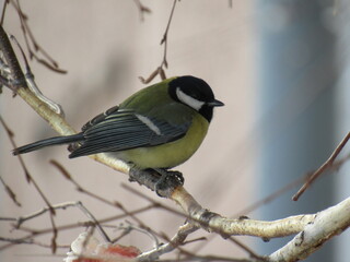 great tit parus major