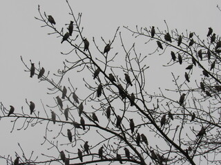 branches of a tree