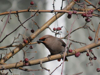 bird on a branch