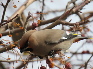 bird on a branch