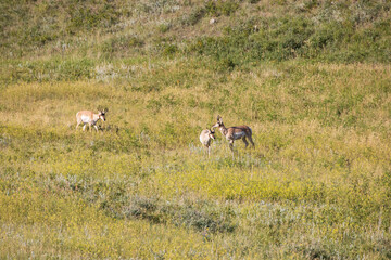Naklejka premium Pronghorn in a meadow