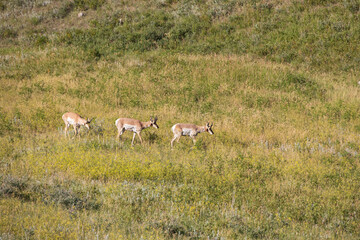 Pronghorn in a meadow