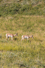 Pronghorn in a meadow