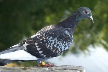 An identification band with information on a pigeon`s leg.
