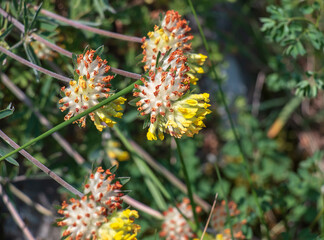 Bud grass, bud grass or crustacean Anthyllis vulneraria, growing in meadow and flowering in summer with spherical flower head with yellow-white petals