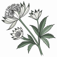 Silken Petals, Soft Embrace, Floral Mood, Spring Hush, Peaceful Spread, Light Veins, Poetic Bloom, Quiet Garden, Wild Rhythm, Botanic Glow,