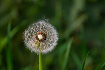 dandelion on green background