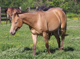 Fototapeta premium Dun Horse Grazing Peacefully in a Flowering Pasture