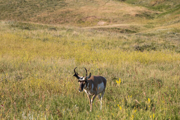 Naklejka premium Pronghorn in a meadow
