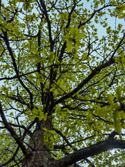 Oak tree top with fresh new leafs