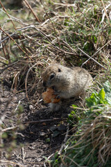 Ground squirrel holding and nibbling a piece of bread in its tiny paws. Wildlife, animal behavior, environmental impact of human food on nature