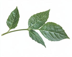 Fototapeta premium Vibrant Green Basil Leaves Isolated on Crisp White Background for Culinary Delight