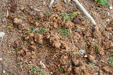 Horse dung apparently on the ground of a mountainous jungle.