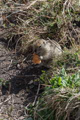 Ground squirrel holding and nibbling a piece of bread in its tiny paws. Wildlife, animal behavior, environmental impact of human food on nature