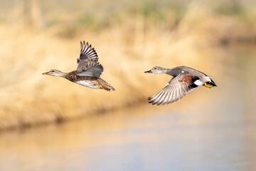 A pair of Gadwall ducks, flying over a golden lake by the shoreline with the female leading and the male following behind her.
