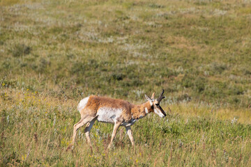 Pronghorn in a meadow