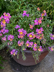 Erysimum purple and yellow colour in a pot in English garden.