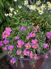 Erysimum purple and yellow colour in a pot in English garden.