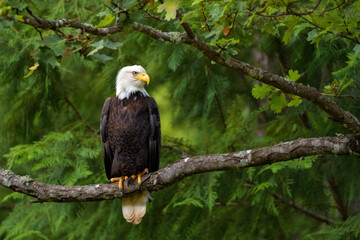 Obraz premium Majestic bald eagle perched on branch in lush forest habitat