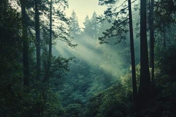 Obraz premium Majestic Redwood Canopy in California: A Tranquil Journey Through Nature's Sequoia Giants