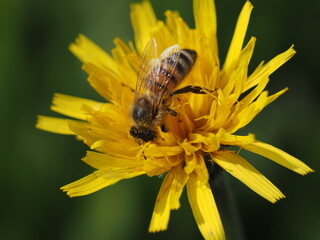European Honey Bee (Apis mellifera)