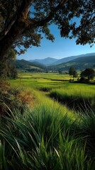 Obraz premium Serene rural landscape with vibrant green rice paddies stretching across valley floor beneath majestic mountain range, framed by ancient shade tree with clear blue sky overhead, perfect nature