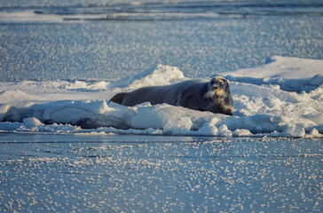 Bearded seal in Spitsbergen on ice