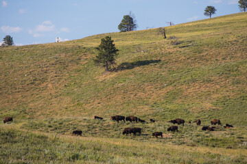 Obraz premium American bison herd grazing in a meadow 