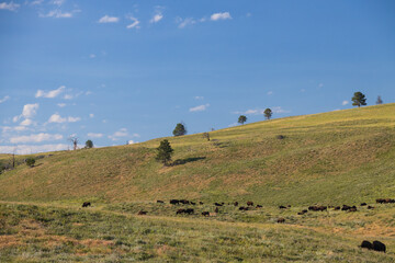 Obraz premium American bison herd grazing in a meadow 