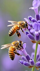 Fototapeta premium Two honeybees on purple lavender flowers in a garden setting