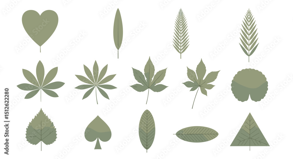 Poster illustration showing a variety of different leaf shapes and patterns in a botanical arrangement styl
