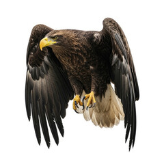 Obraz premium american bald eagle