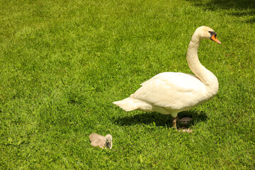 Nestled on green grass in warm sunlight, a white mute swan (Cygnus olor) watches over its fluffy cygnet, capturing a gentle spring scene of nature and parental care.