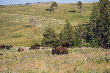 Fototapeta premium American bison herd grazing in a meadow 