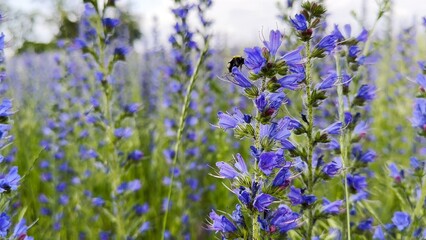 Honey bee pollinating spring blossom. Flying bee gathering pollen on purple flower at summer field. Bumble collecting nectar from wildflower at meadow. Hard work of little insect. Close up