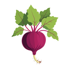 one beetroot with deep purple body and green leafy top