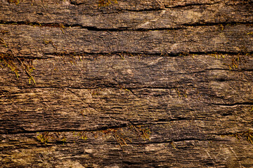 The amazing and unique texture of natural chocolate-colored tree bark is perfect for backgrounds and wallpapers on your computer. Series "Tree Bark Texture".