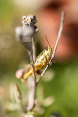 Cara a cara con un saltamontes