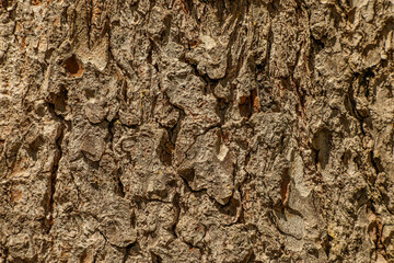 Fantastic texture of natural wood with a rough surface and deep grooves. The natural texture of tree bark creates a feeling of naturalness and organicity. Series 