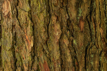 Natural bark of coniferous trees, taken close-up, is perfect for backgrounds and wallpapers on your computer. Series 