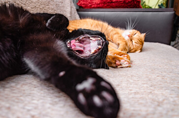 Cute ginger cat lying on the sofa and yawning at home